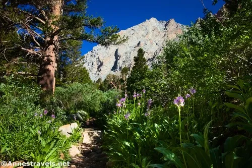 Early views, promising more to come, of wildflowers and mountains along the Piute Pass Trail, Inyo National Forest, California