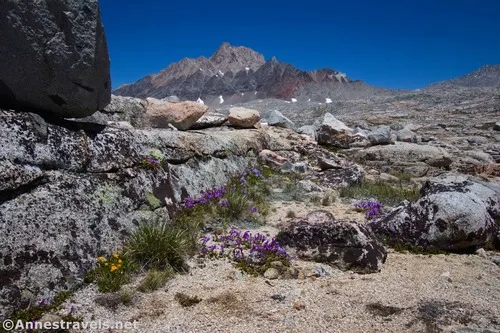 Wildflowers near our little knoll and Humphreys Peak above Piute Pass, Inyo National Forest, California