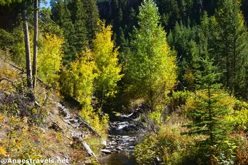 Autumn colors along Lupine Creek en route to Wraith Falls, Yellowstone National Park, Wyoming 