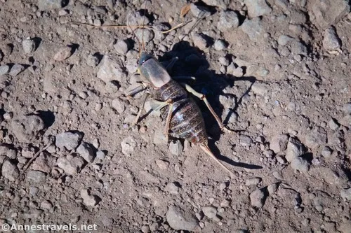 A Mormon Cricket along the Wraith Falls Trail, Yellowstone National Park, Wyoming 