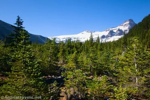 Views across the stunted trees on the Emmons Moraine Trail, Mount Rainier National Park, Washington