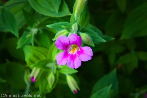 A Lewis Monkey Flower along the Glacier Basin Trail, Mount Rainier National Park, Washington