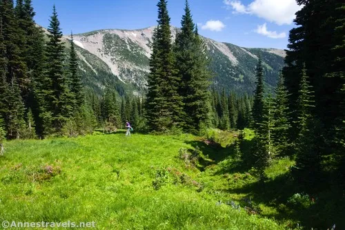 Looking back down the meadow near where we reached treeline between the old road and the ridgeline with the Climber's Trail, Mount Rainier National Park, Washington