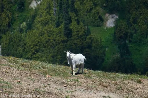 The mountain goat, looking cute atop the Climber's Trail above Glacier Basin, Mount Rainier National Park, Washington