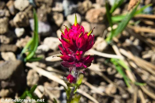 A pink paintbrush near the Climber's Trail, Mount Rainier National Park, Washington