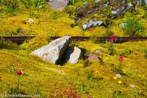 Brilliantly green moss... it really is this color... and wildflowers along the Climber's Trail above Glacier Basin, Mount Rainier National Park, Washington