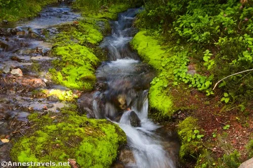 A small stream along the Old Road above the Emmons Moraine Trail, Mount Rainier National Park, Washington