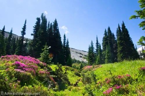 Blooming heather in the meadow below the Climber's Trail, Mount Rainier National Park, Washington