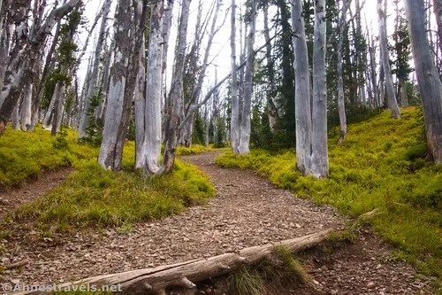 Hiking up through the burnt-out forest en route to Avalanche Peak, Yellowstone National Park, Wyoming