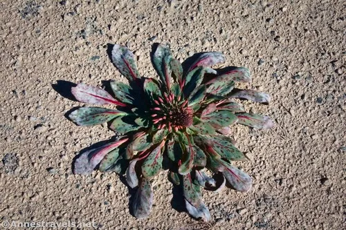 Booth's Evening Primrose in the valley beside Lake Hill, Death Valley National Park, California