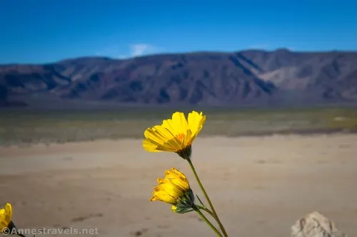 Desert Sunflowers on Lake Hill, Death Valley National Park, California