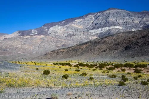 Wildflowers in the valley beside Lake Hill, Death Valley National Park, California