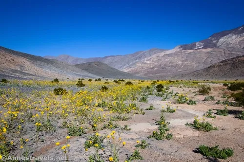 Wildflowers beside Lake Hill, Death Valley National Park, California