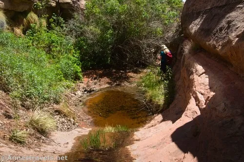 Following the waterfall down Willow Springs Canyon, Arches National Park, Utah