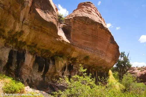 The seep below Willow Springs, Arches National Park, Utah