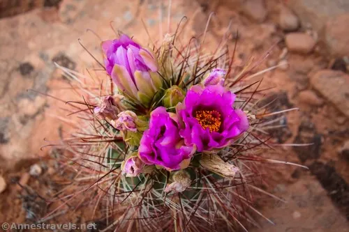 A smallflower fishhook cactus in Willow Springs Canyon, Arches National Park, Utah