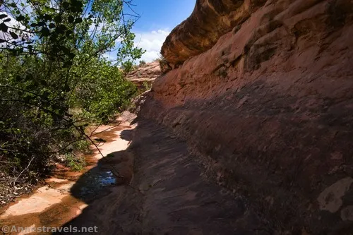 Just below the seep near Willow Springs, Arches National Park, Utah