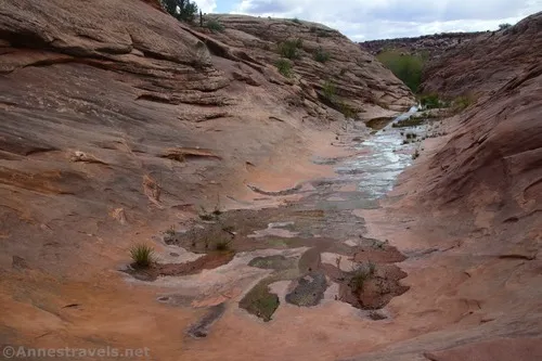 Water seeping up out of the slickrock in Willow Springs Canyon, Arches National Park, Utah