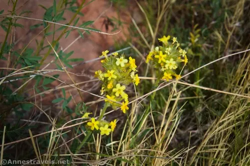 Yellow Cryptantha wildflowers in the riparian area of Willow Springs Canyon, Arches National Park, Utah