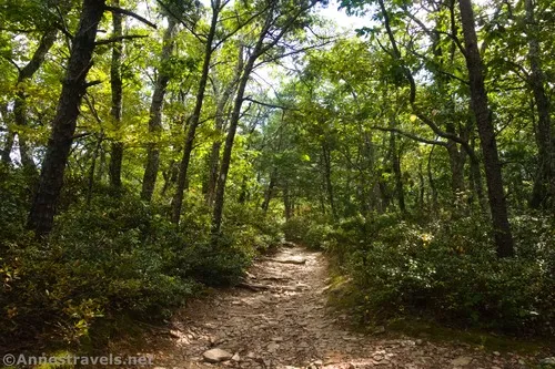 The thinning forest atop McAfee Knob, Jefferson National Forest, Virginia