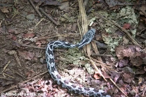 My apologies for a snake picture.  Don't worry; it's a nonvenomous eastern milk snake. Jefferson National Forest, Virginia