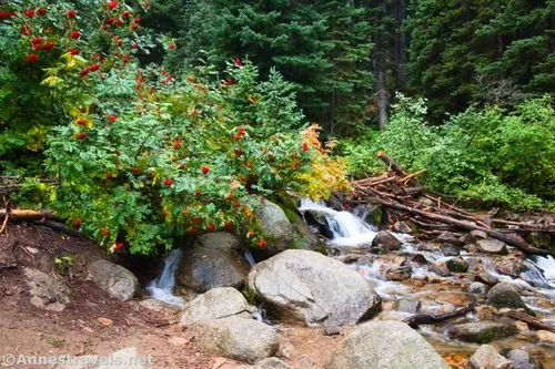 A berry-laden bush near White Pine Fork along the Gloria Falls Trail, Uinta-Wasatch-Cache National Forest, Utah