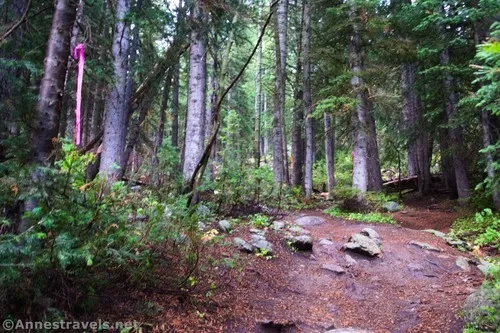 The turnoff for Gloria Falls - do you see the pink ribbon on the left?  Uinta-Wasatch-Cache National Forest, Utah