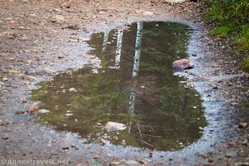 A reflection in a puddle on our way down the Gloria Falls Trail, Uinta-Wasatch-Cache National Forest, Utah