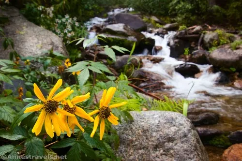 Showy Goldeneye flowers near the small bridge along the Gloria Falls Trail, Uinta-Wasatch-Cache National Forest, Utah