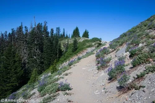 The trail approaching the Zigzag Overlook, Mount Hood National Forest, Washington