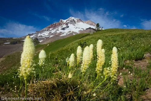 Beargrass on our way down the social trail toward Paradise Park, Mount Hood National Forest, Washington