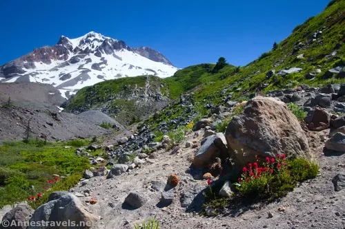 A rare wildflower and views to Mt. Hood from the Paradise Park Trail, Mount Hood National Forest, Washington