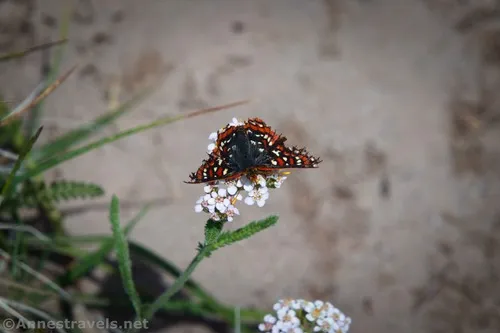 Colon checkerspot butterfly on a yarrow flower head above Paradise Park, Mount Hood National Forest, Washington