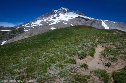 Closer to the number of wildflowers we saw in most of Paradise Park, Mount Hood National Forest, Washington