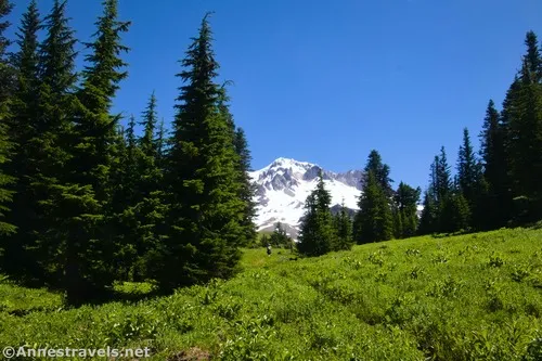 Approaching the junction with the Paradise Loop Trail, Mount Hood National Forest, Washington