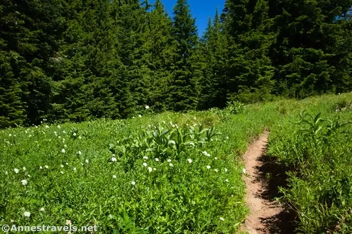 Meadows along the Paradise Park Trail No. 778, Mount Hood National Forest, Washington