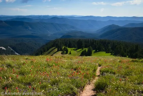 Wildflowers while hiking down the final social trail above Paradise Park, Mount Hood National Forest, Washington