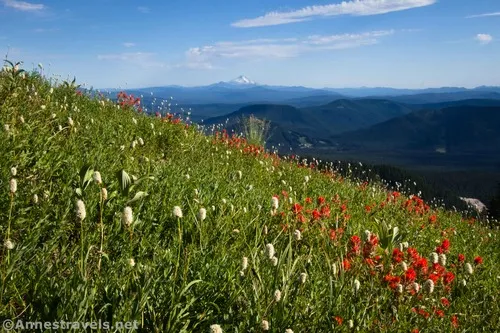 Wildflowers and Mt. Jefferson from Paradise Park, Mount Hood National Forest, Washington