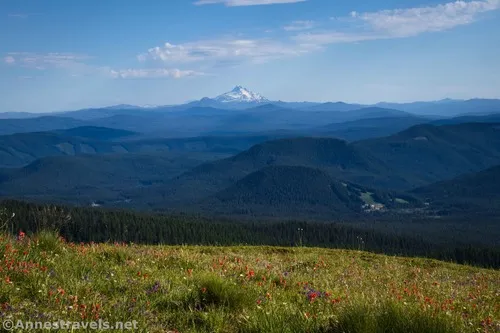 Mt. Jefferson over wildflowers along a social trail above Paradise Park, Mount Hood National Forest, Washington