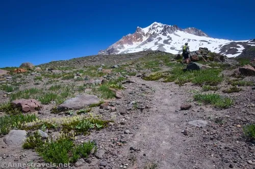 Once I finally ran across a path leading up from the Big Rock above Paradise Park, Mount Hood National Forest, Washington