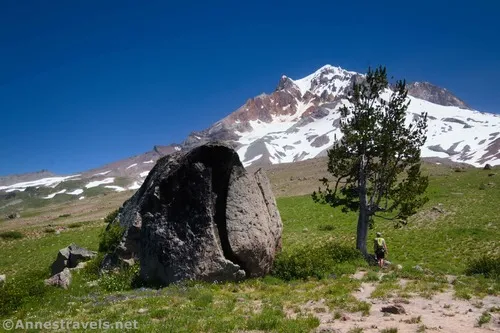 The big rock by a lone tree.  The hiker is 6' tall, for perspective.  Paradise Park, Mount Hood National Forest, Washington