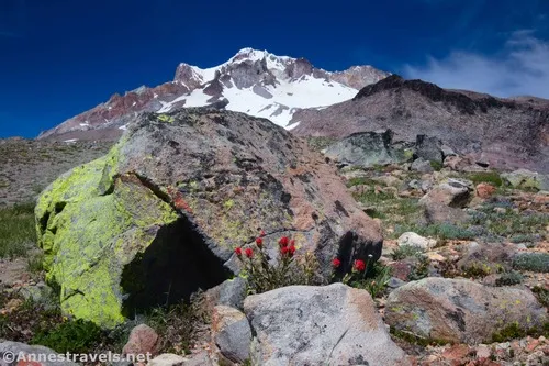 Paintbrush below Mt. Hood above Paradise Park, Mount Hood National Forest, Washington