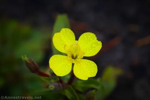 A small primrose along the Firehole Canyon Drive, Yellowstone National Park, Wyoming