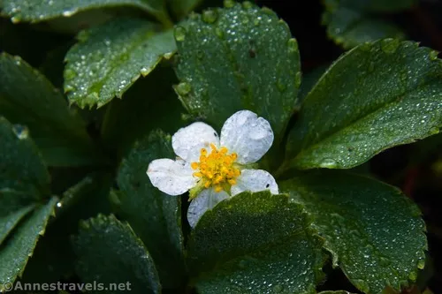 Wild strawberry blossom near the Cascades of the Firehole River, Yellowstone National Park, Wyoming