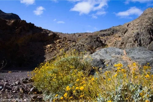 Brittlebush flowers in Echo Canyon, Death Valley National Park, California