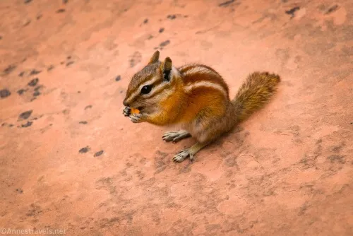 A chipmunk near Double O Arch in Devils Garden, Arches National Park, Utah