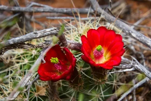 A hedgehog cactus north of Devils Garden, Arches National Park, Utah