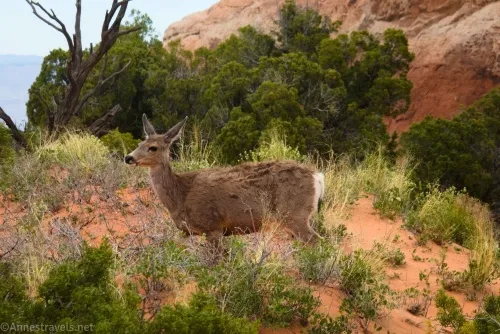 A mule deer near Navajo Arch in Devils Garden, Arches National Park, Utah