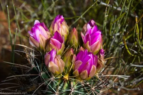 A blooming smallflower fishhook cactus along the Primitive Loop in Devils Garden, Arches National Park, Utah