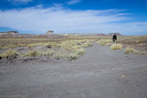 Crossing the old road on the way to First Forest Point, Petrified Forest National Park, Arizona